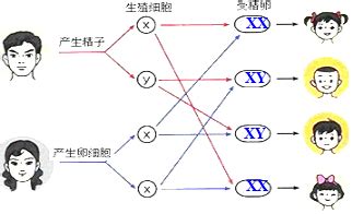 生男女機率|涨知识！生男生女的概率并不是各占一半